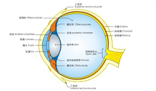 眼球结构图